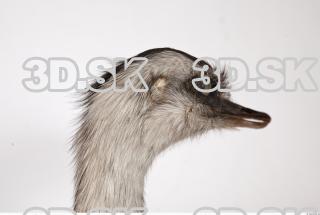 Emus head photo reference 0052